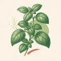 Basil
