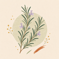 Rosemary